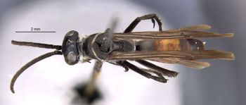 Media type: image;   Entomology 25261 Aspect: habitus dorsal view